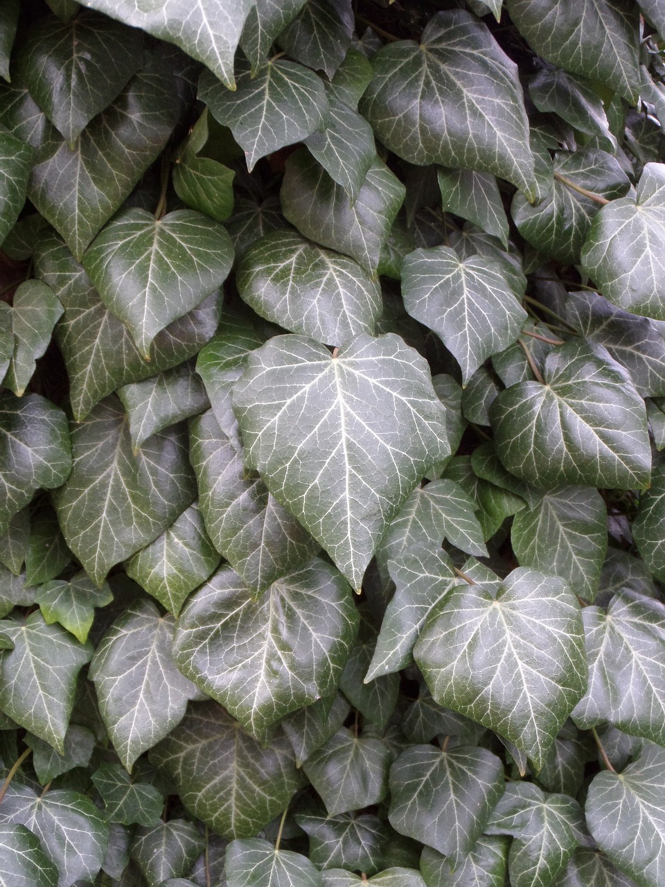 leaf  plant  ivy free photo