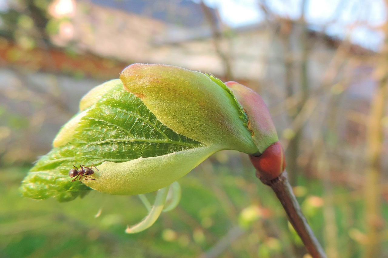 leaf  nature  plant free photo