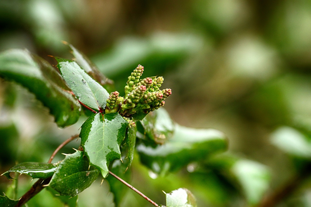 leaf  flora  nature free photo