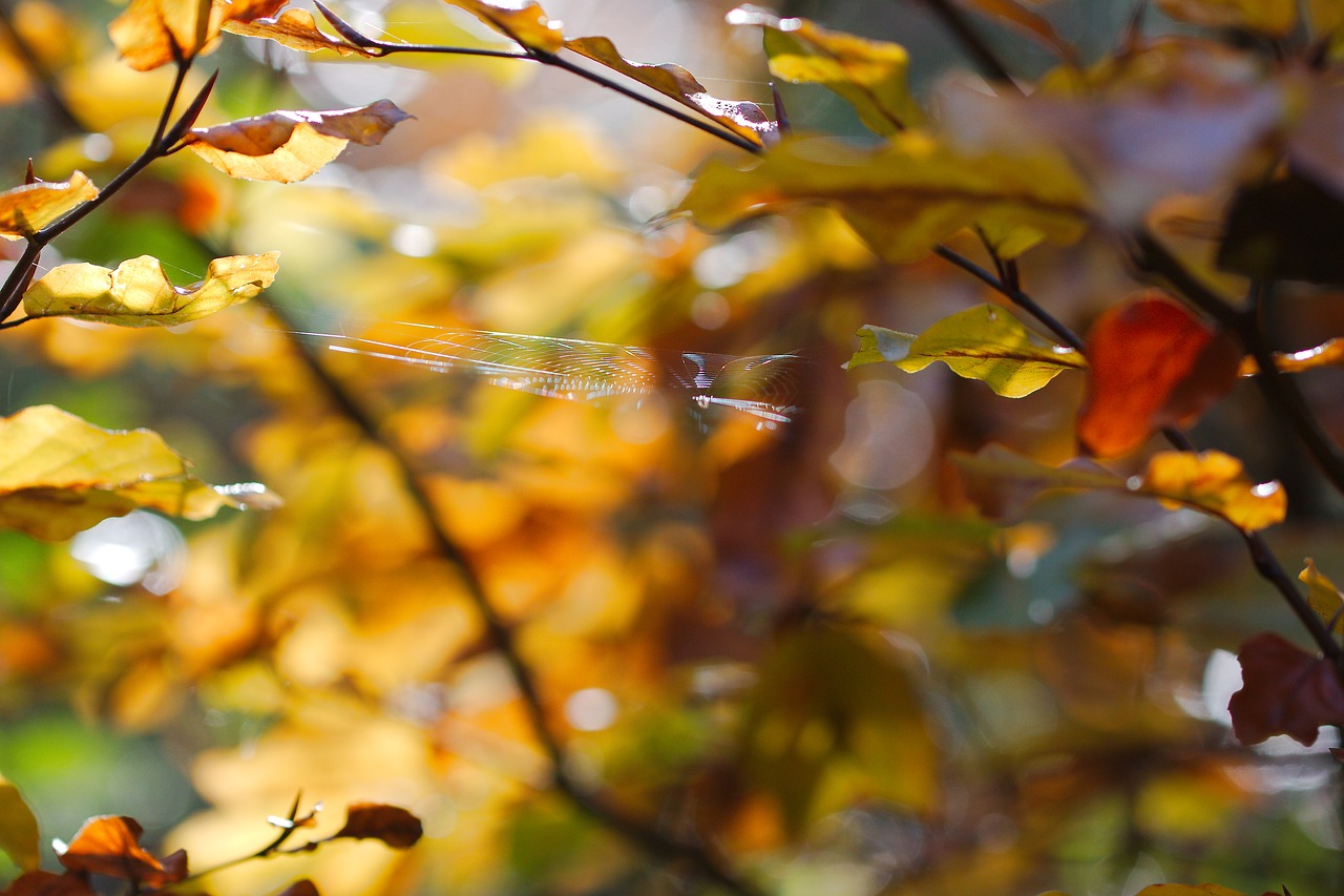 leaf  autumn  tree free photo