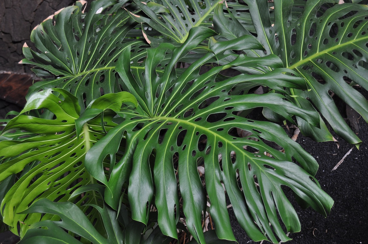 leaf  plant  garden free photo