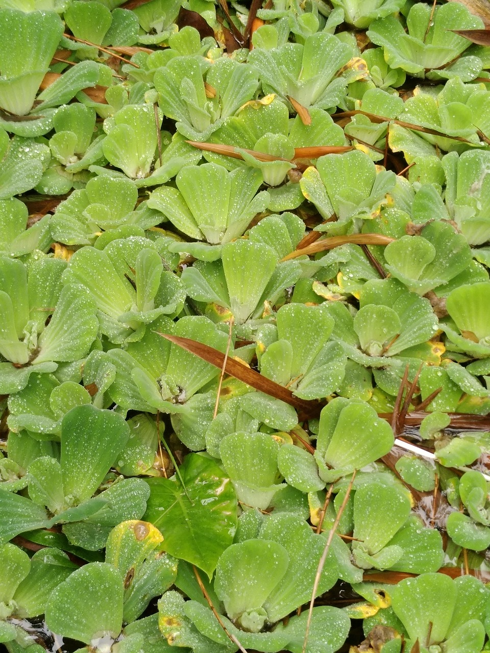 leaf  plant  nature free photo