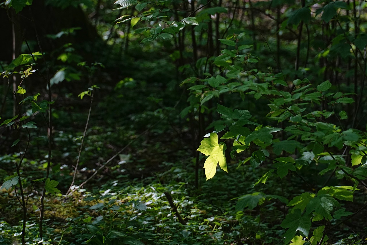 leaf  wood  tree free photo