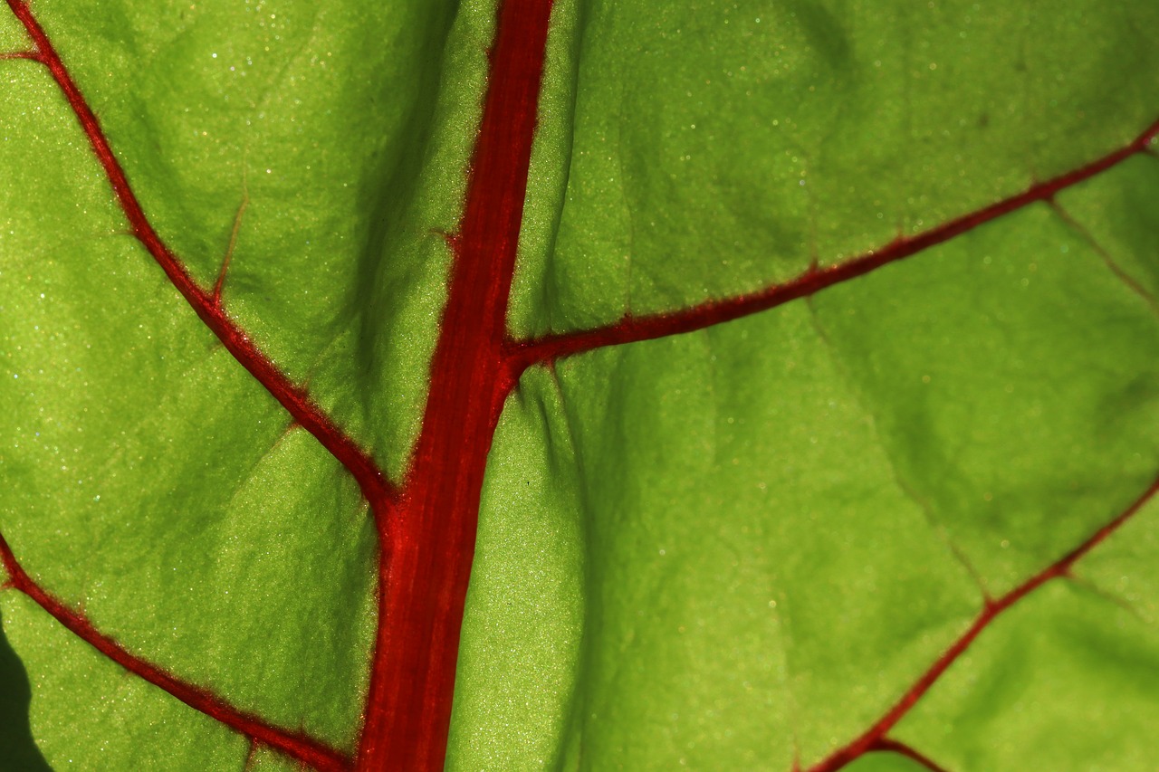 leaf  plant  background free photo