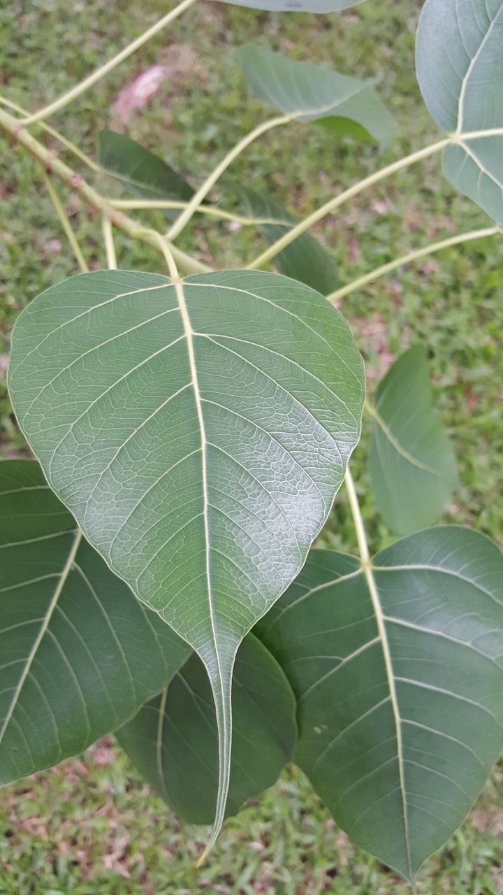 leaf  nature  flora free photo