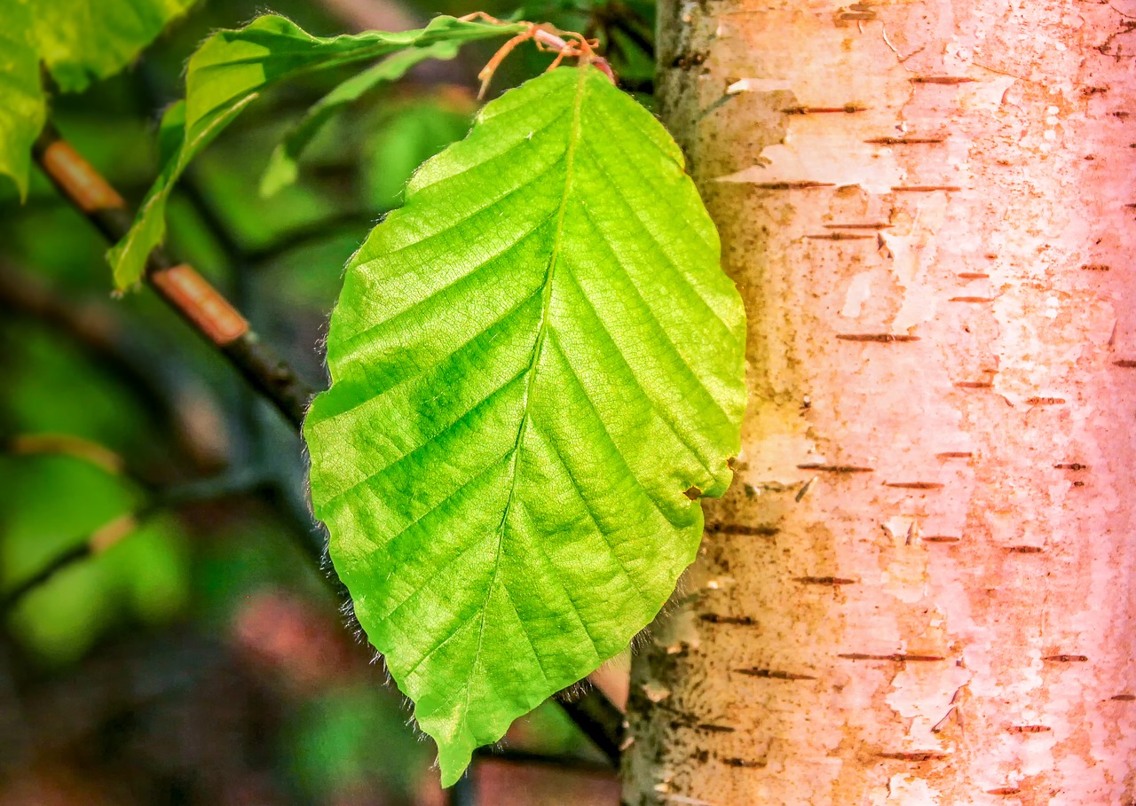 leaf  nature  plant free photo