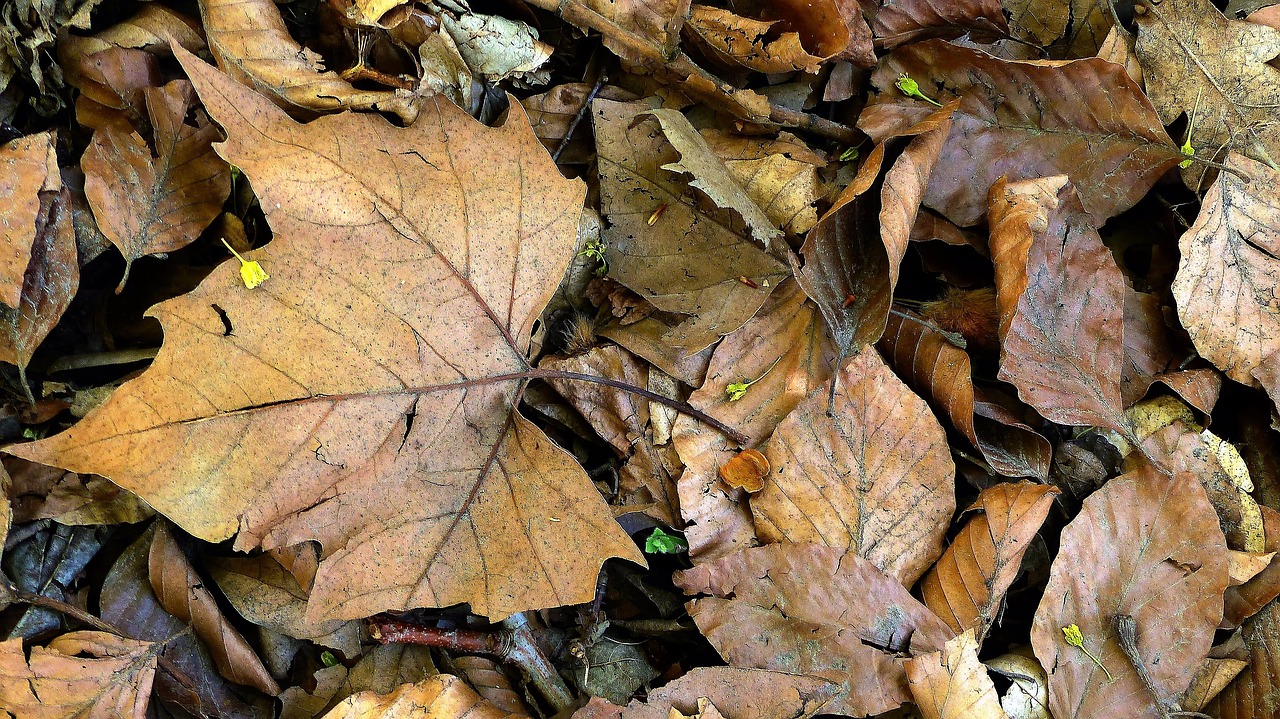 leaf  fall  nature free photo