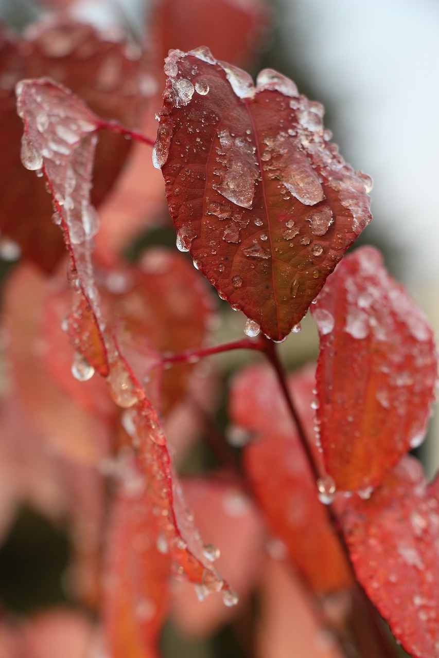 leaf  nature  plant free photo