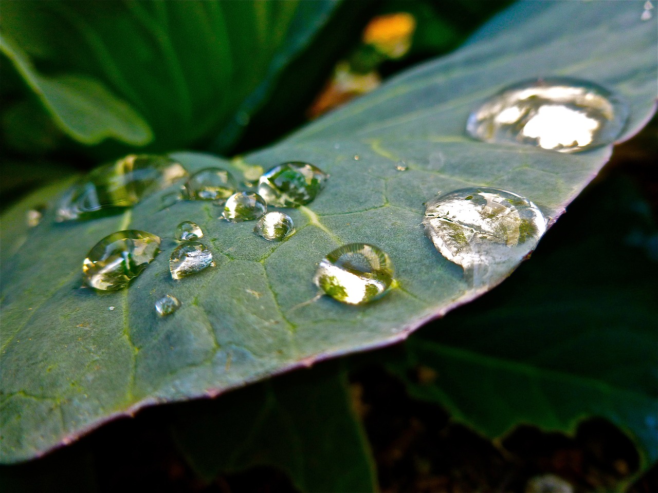 leaf  drop  dew free photo