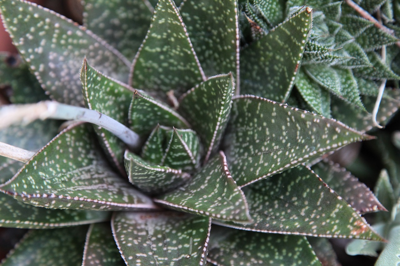 leaf  flora  nature free photo