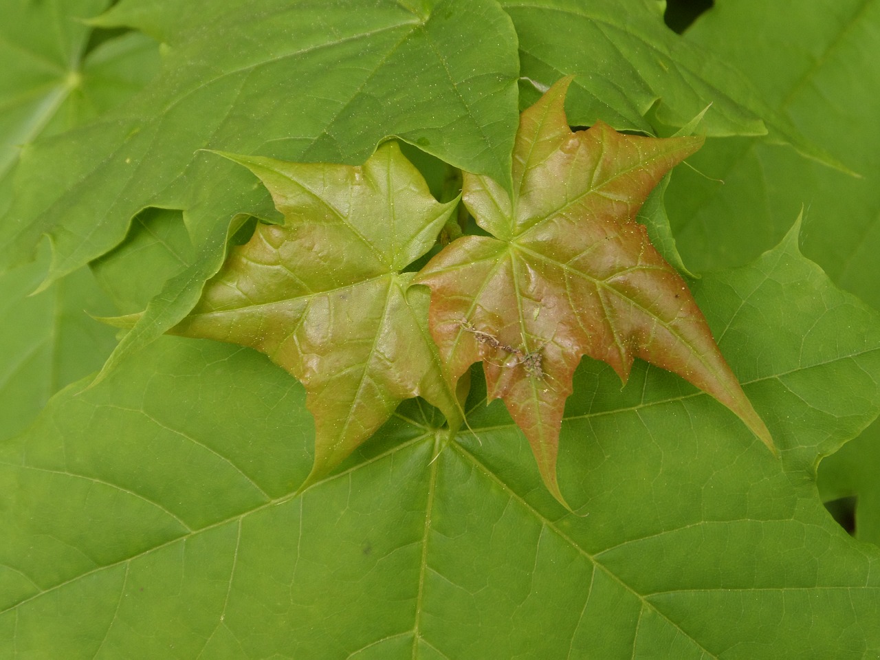 leaf  plant  nature free photo