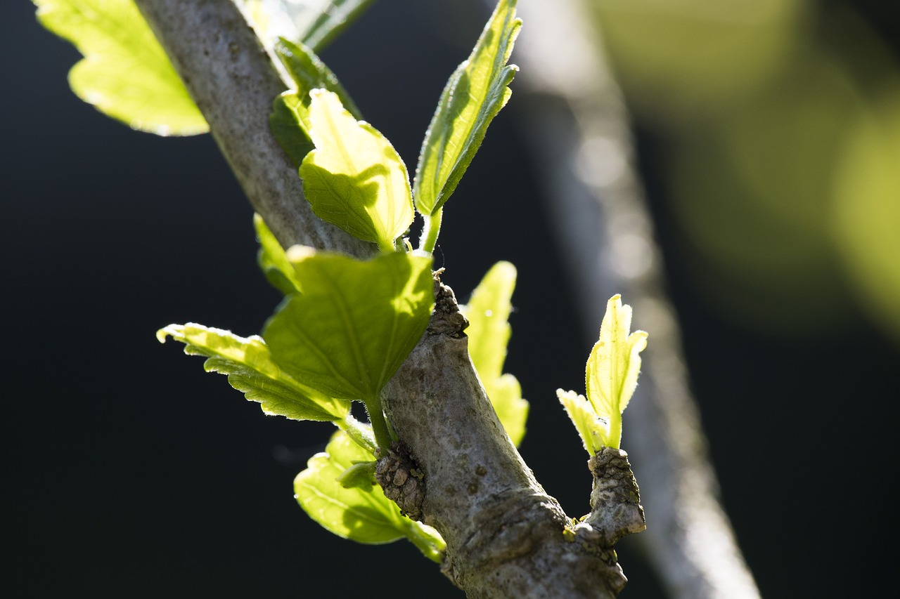 leaf  nature  plant free photo