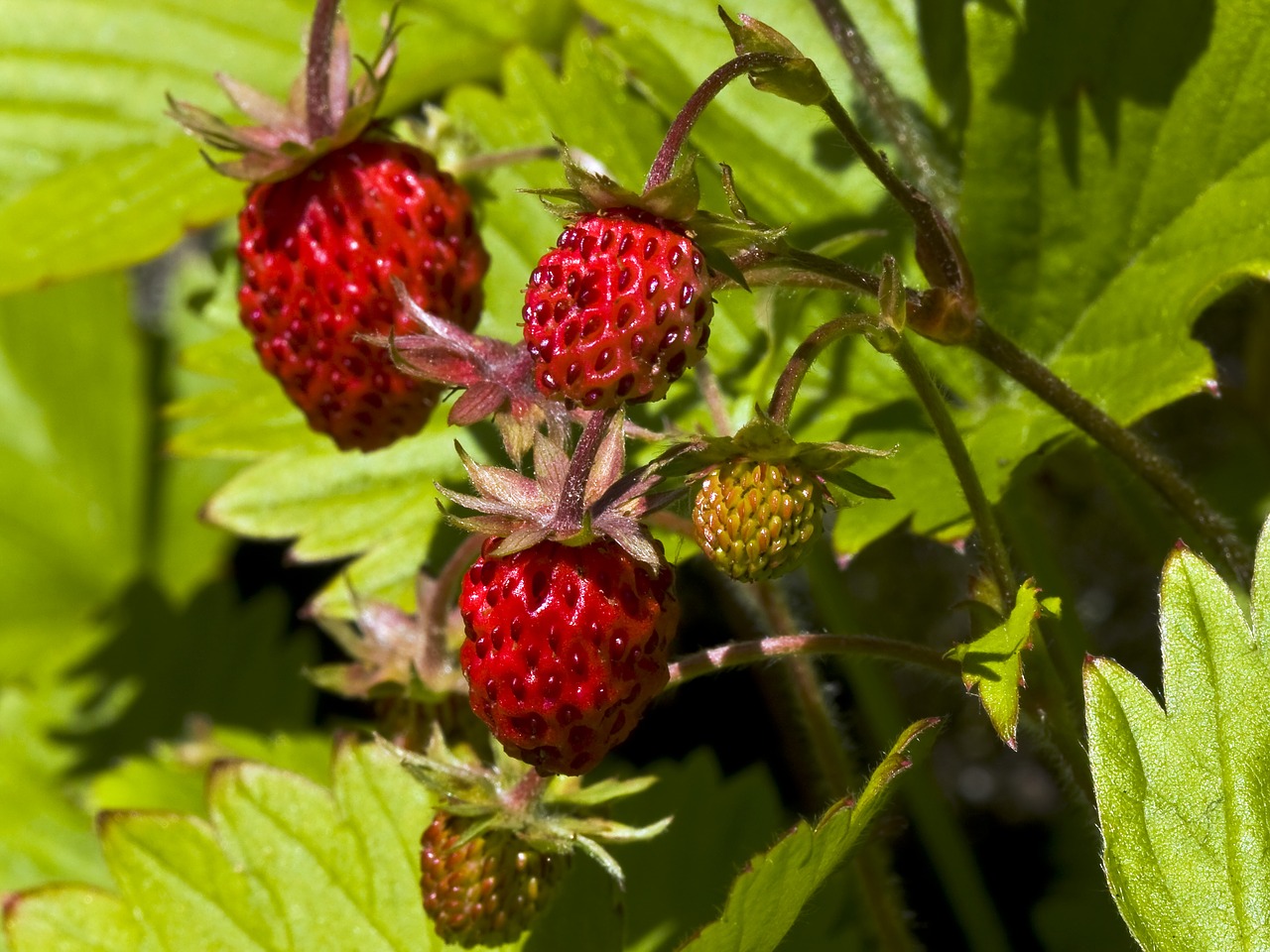 leaf  berry  wild strawberries free photo