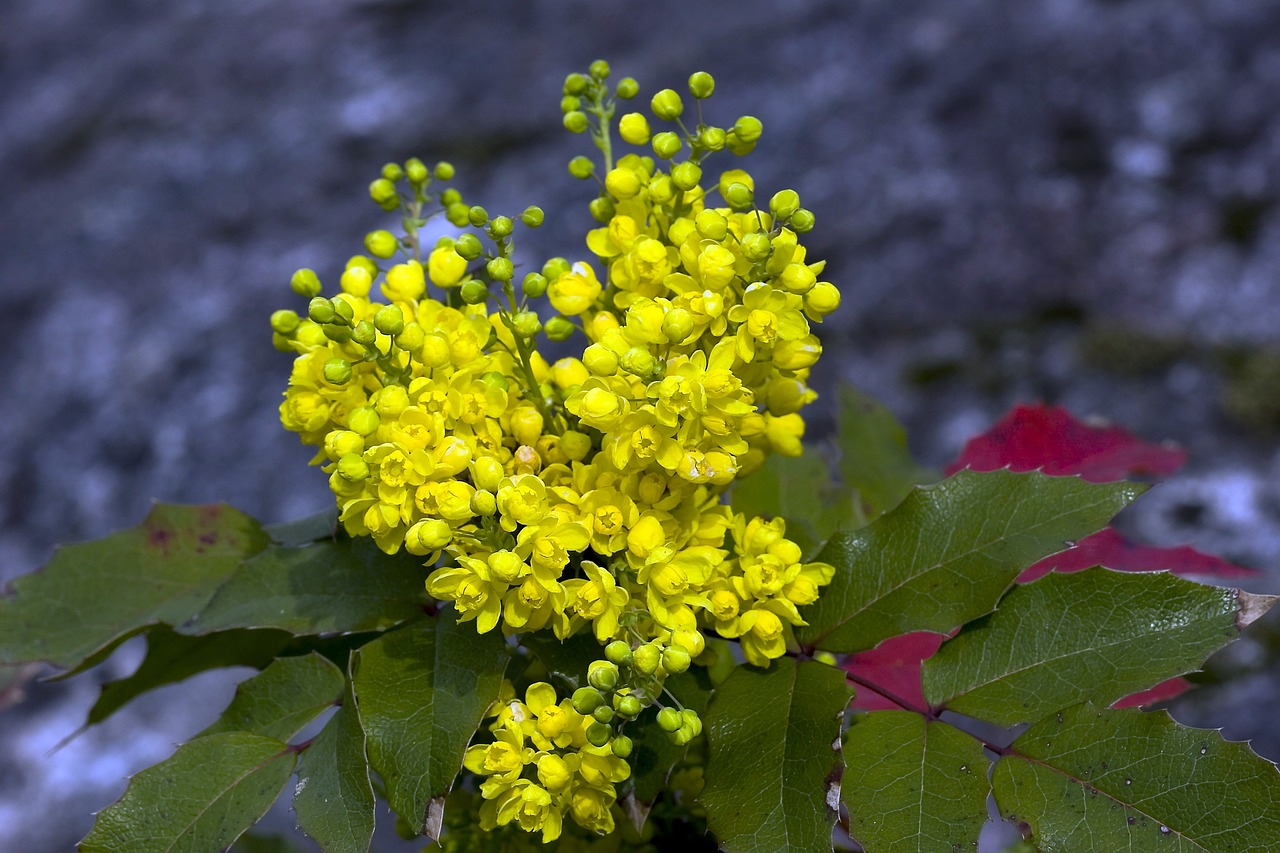 leaf  flower free pictures free photo