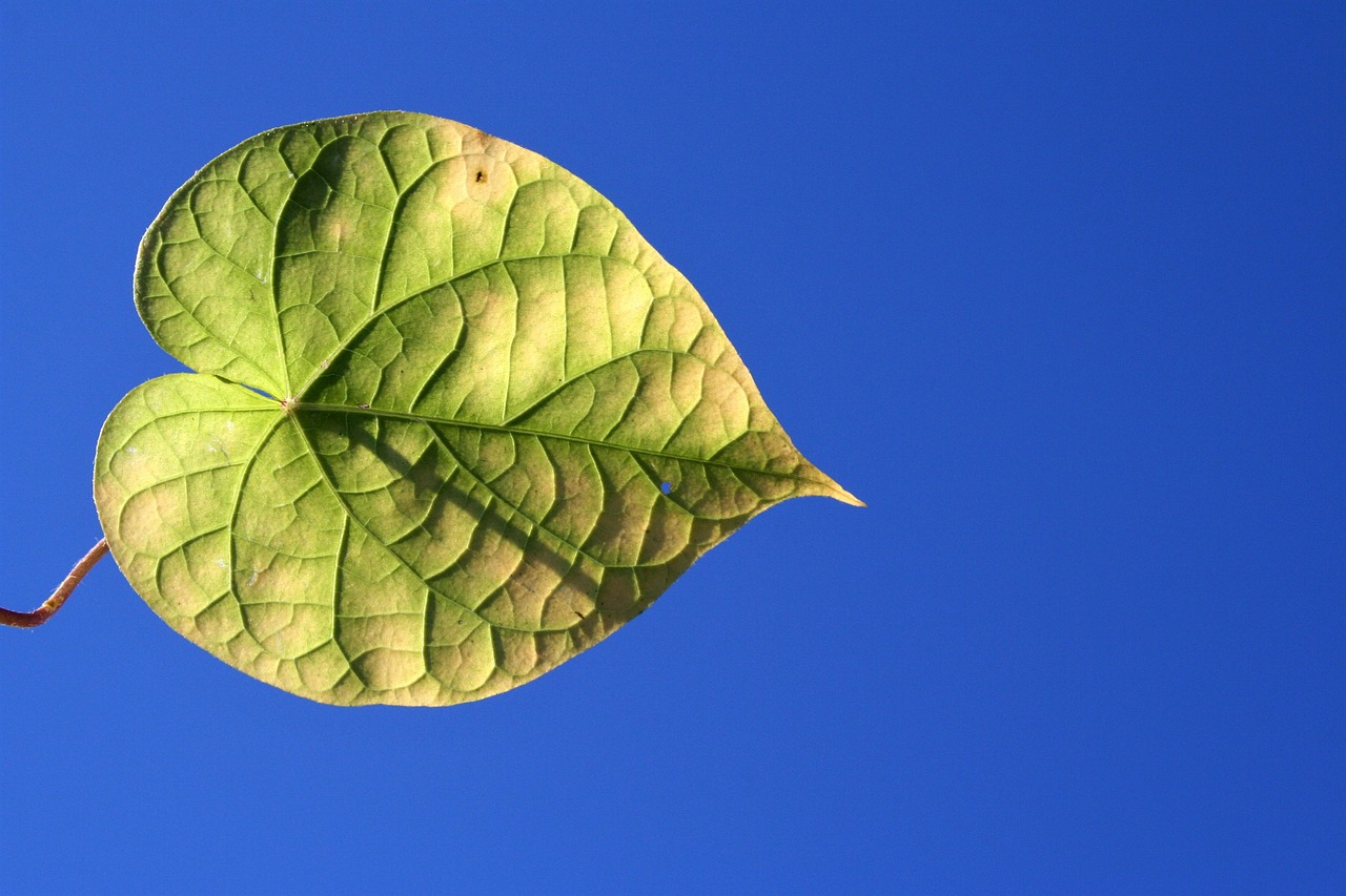 leaf  nature  flora free photo