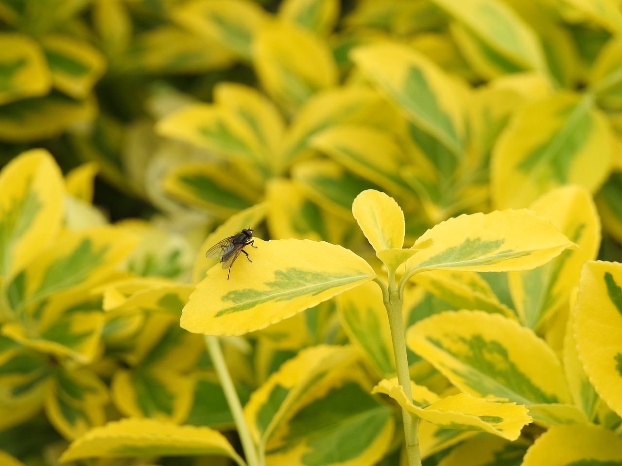 leaf  nature  plant free photo