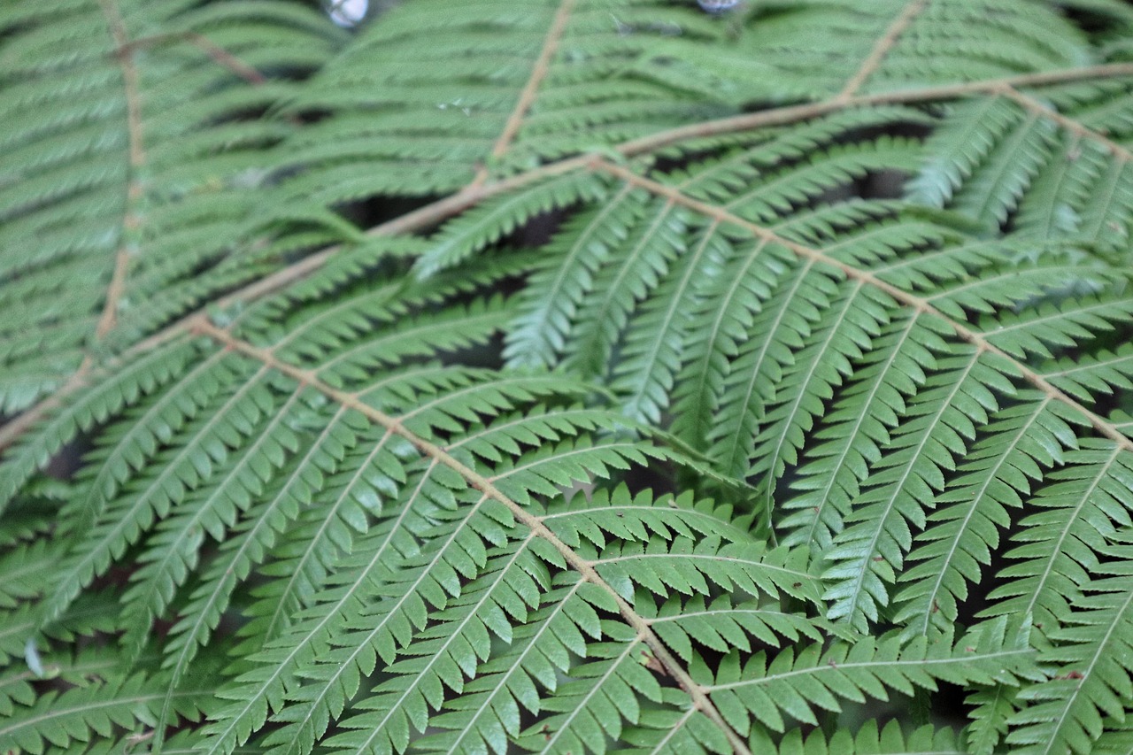 leaf  nature  fern free photo