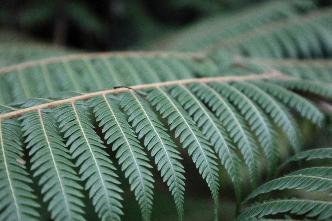 leaf  flora  nature free photo