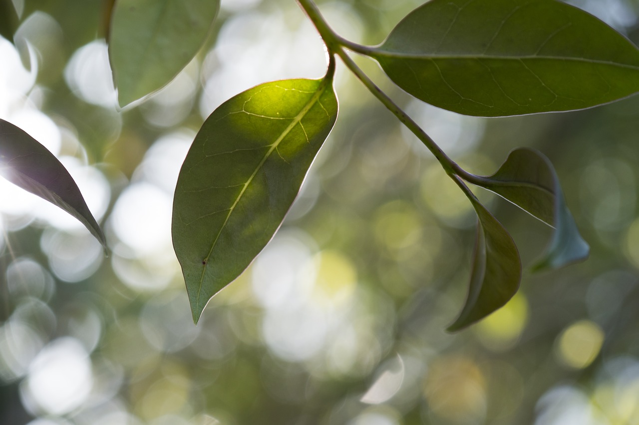 leaf  plant  nature free photo