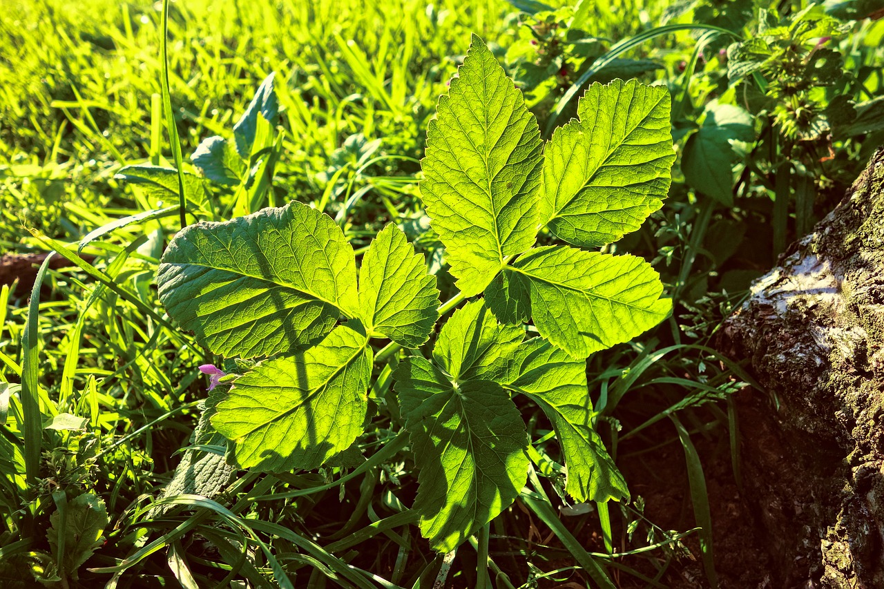 leaf  plant  foliage free photo