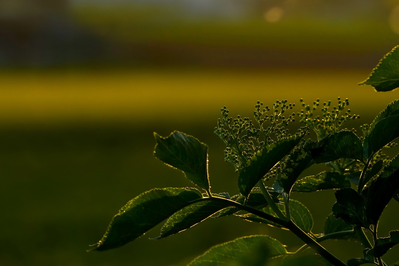 leaf  plant  sunset free photo