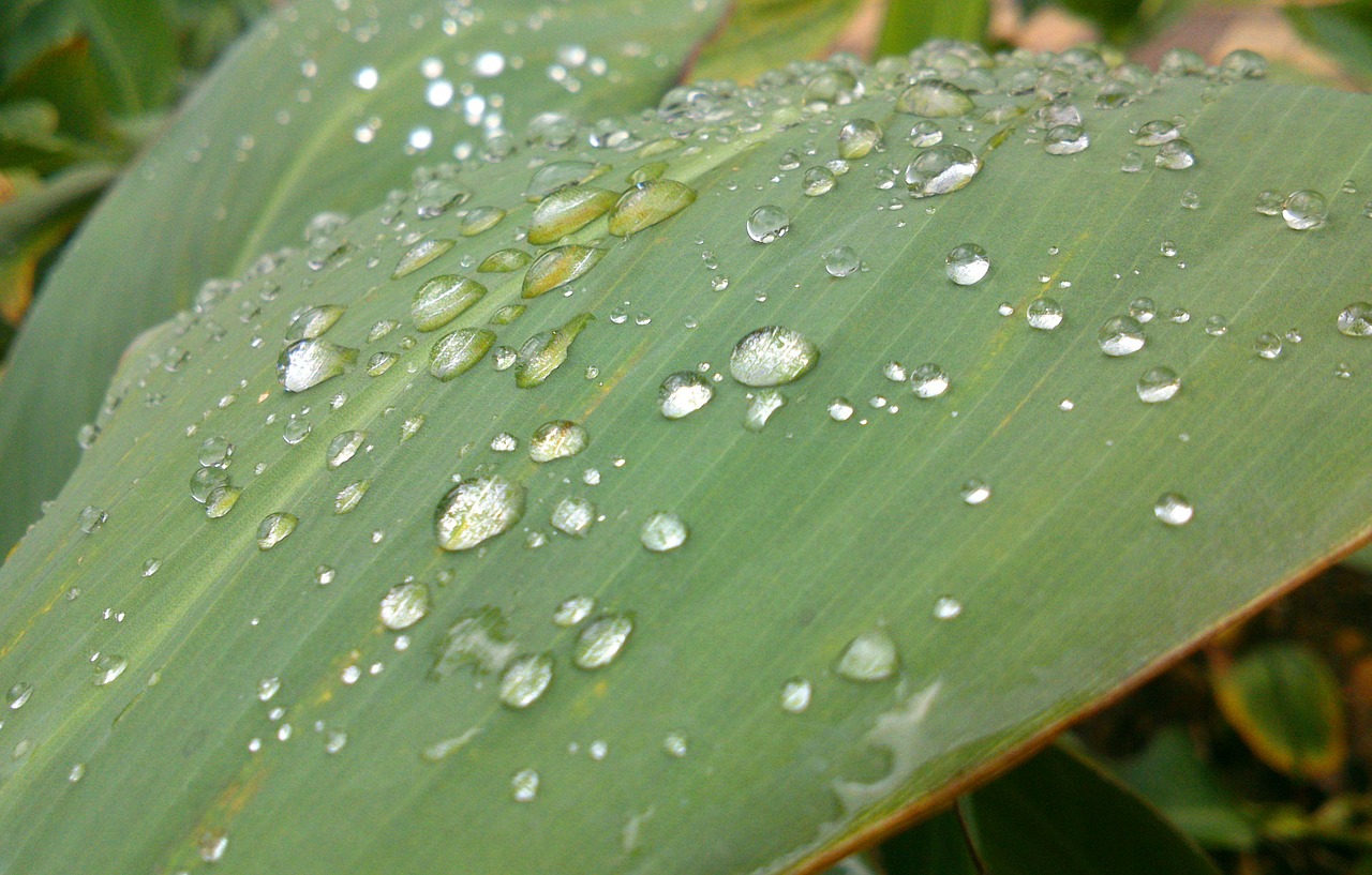 leaf rain raindrops free photo