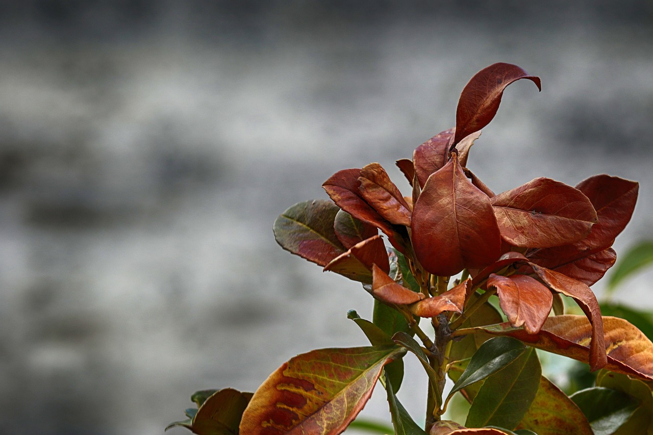 leaf  nature  outdoors free photo