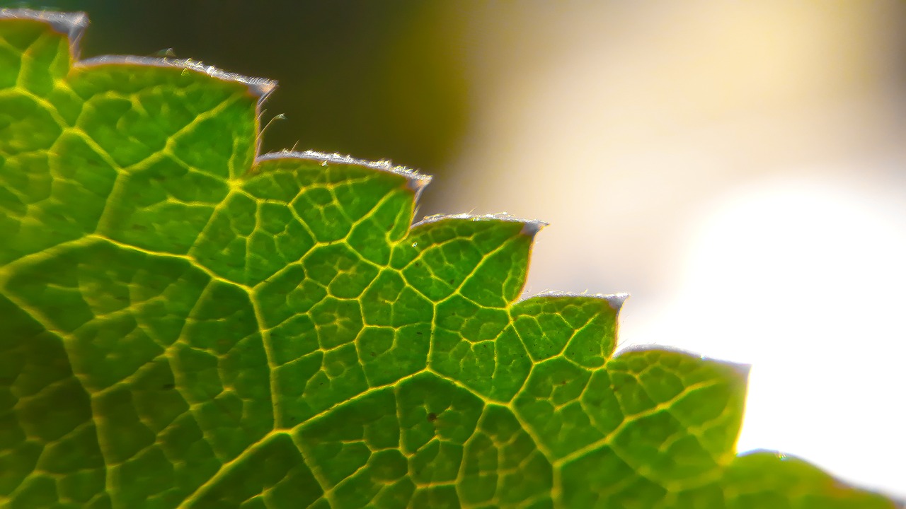 leaf  nature  flora free photo