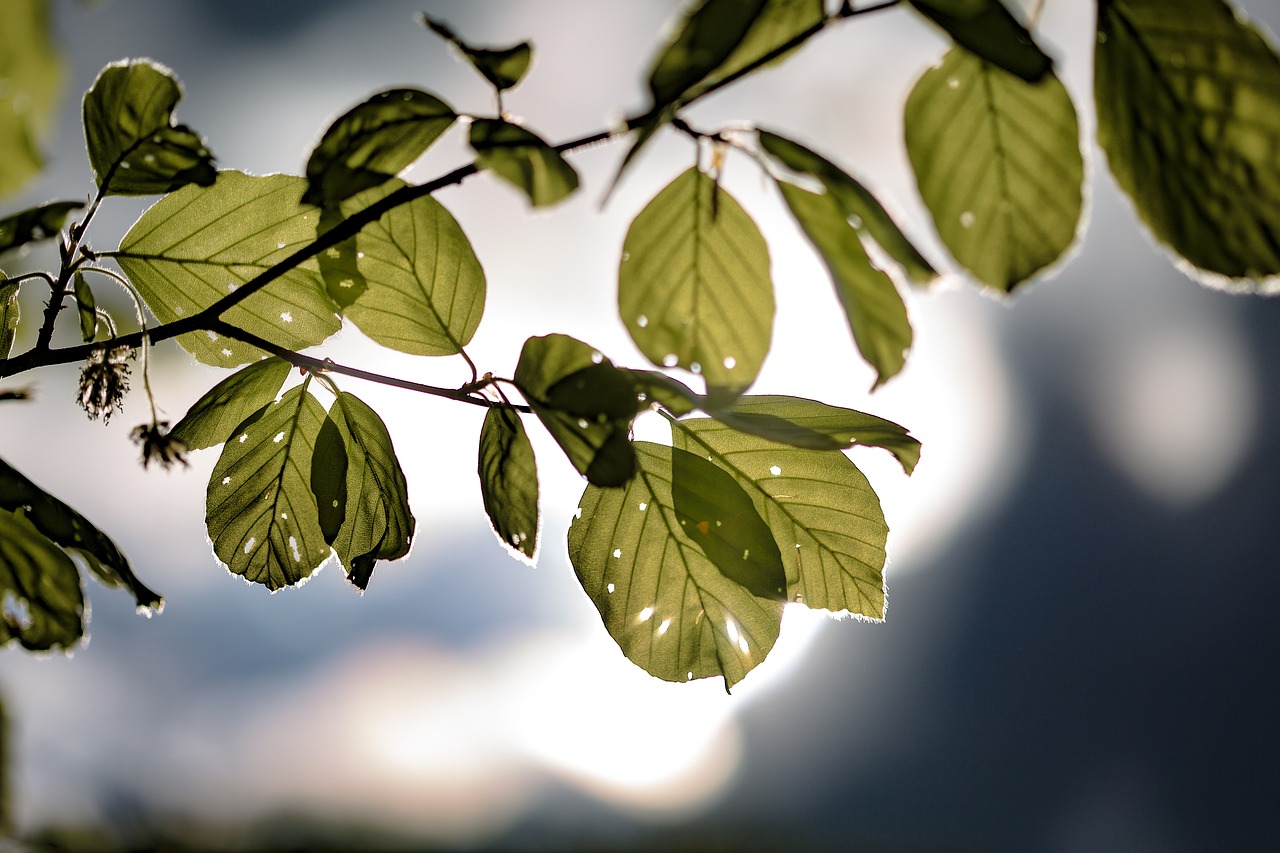 leaf  plant  nature free photo