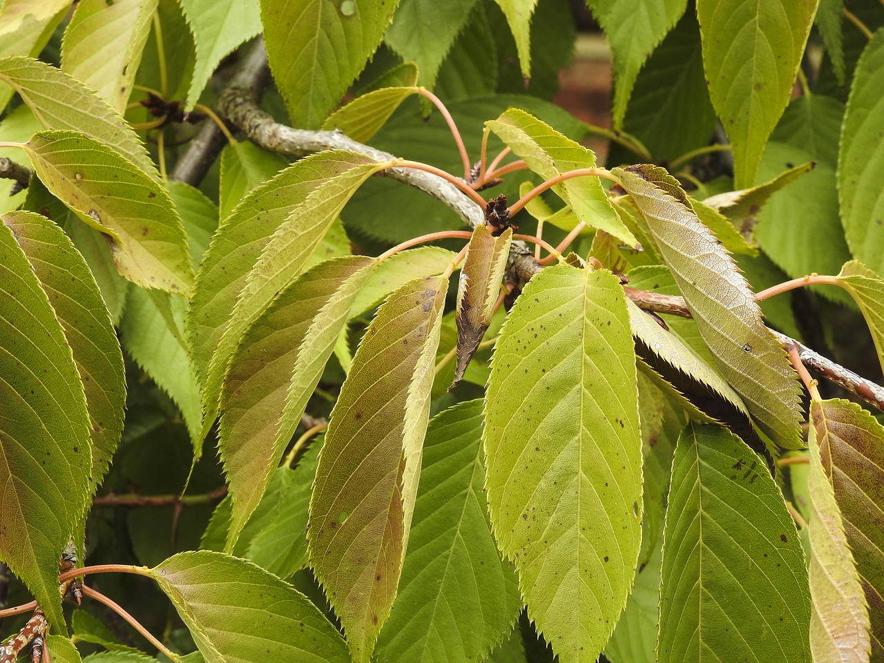 leaf  nature  flora free photo