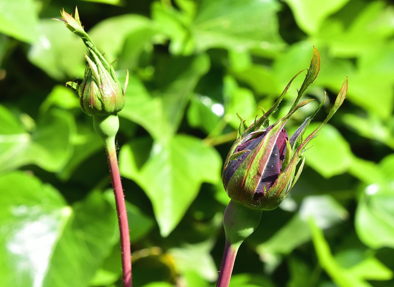 leaf  nature  plant free photo