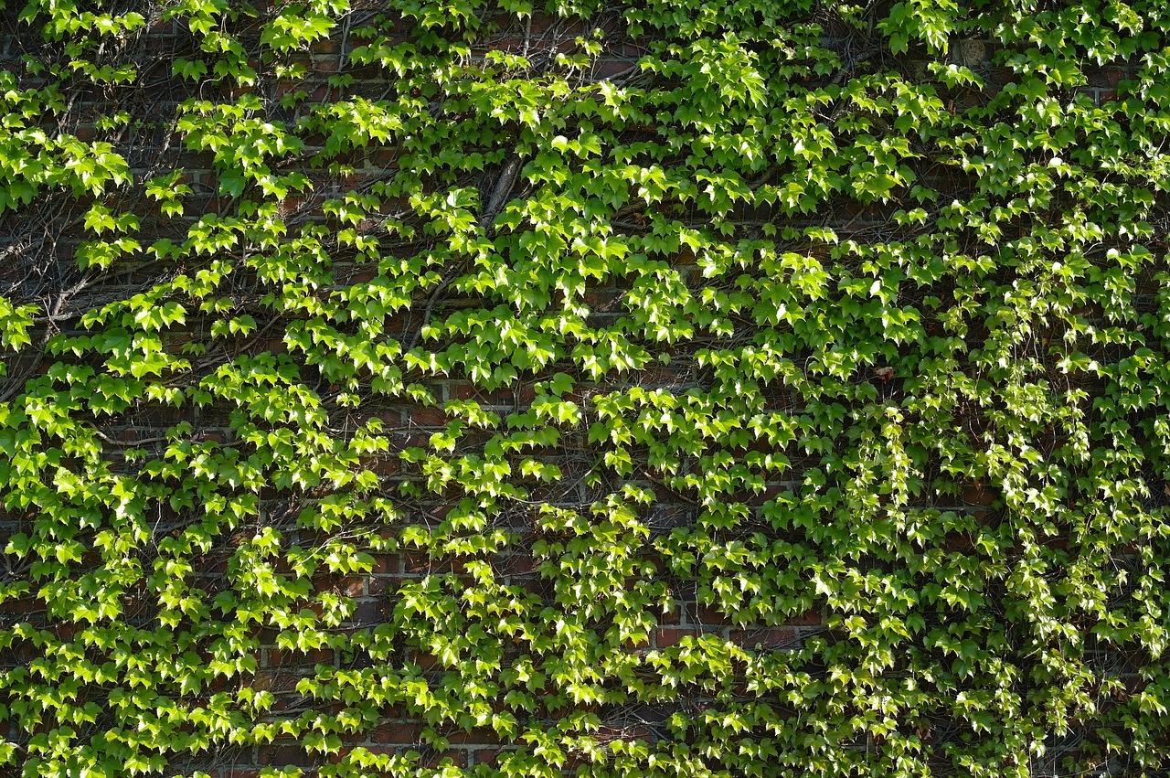 Leaf, plants, nature, environment, wallpaper - free image from needpix.com