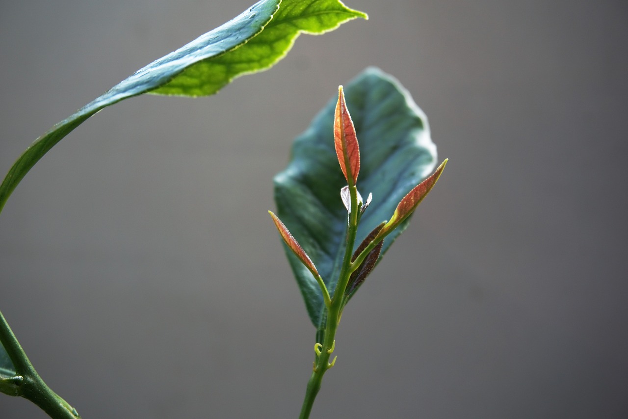 leaf  plant  nature free photo