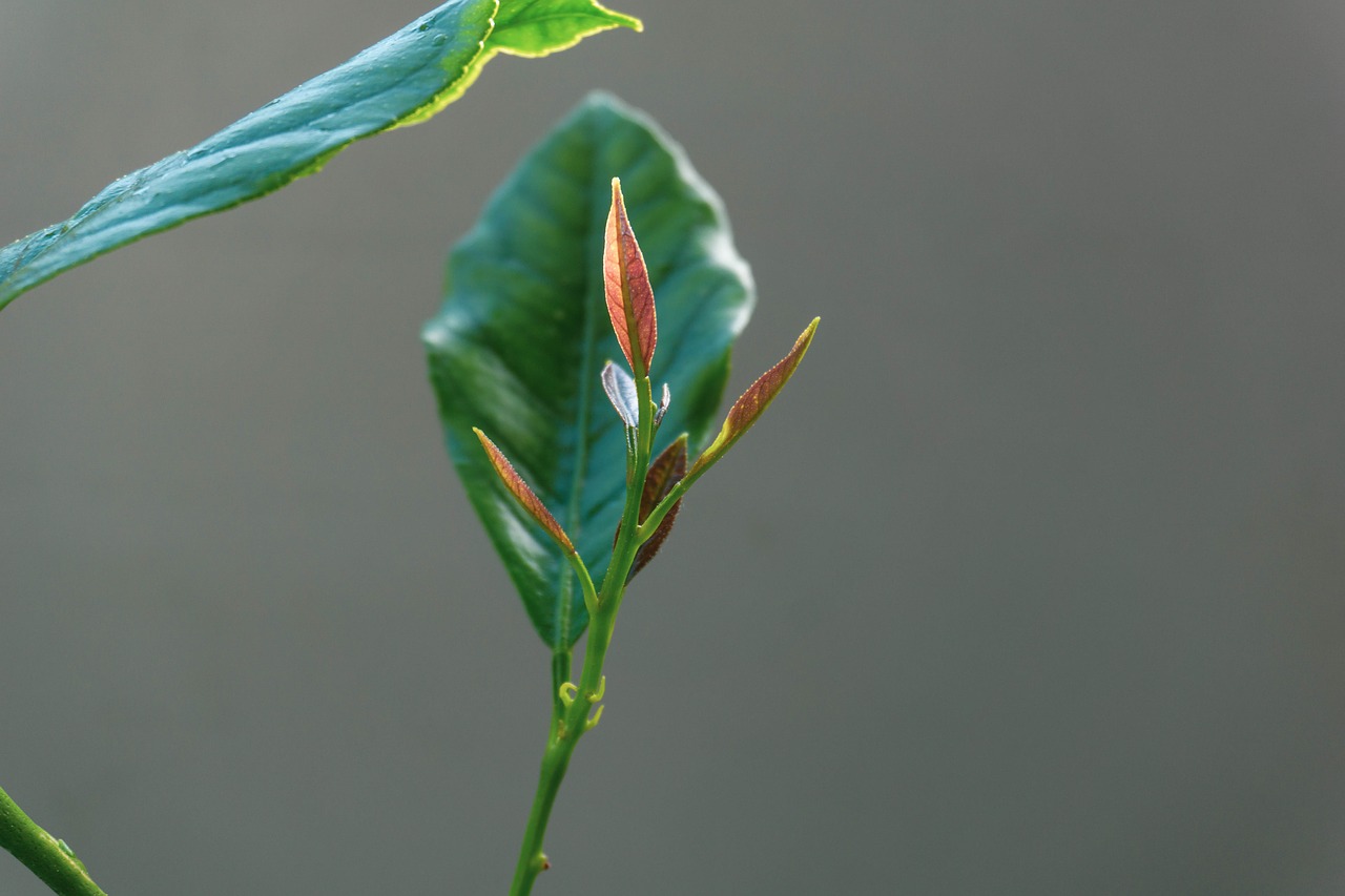 leaf  nature  plant free photo