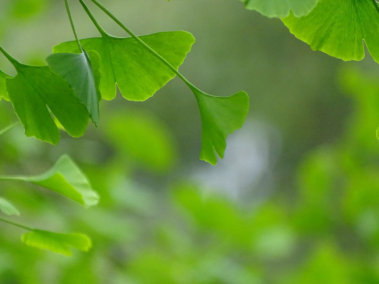 leaf  plant  growth free photo