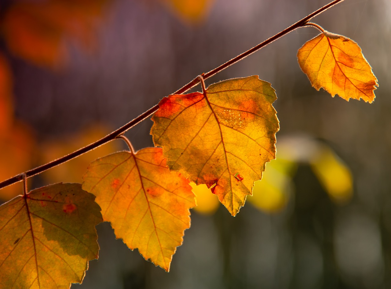 leaf  summer  sunrise free photo