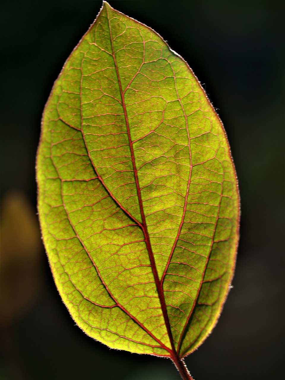 leaf  fall  flora free photo