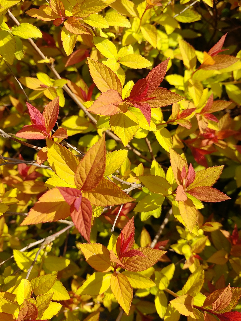 leaf  autumn  nature free photo