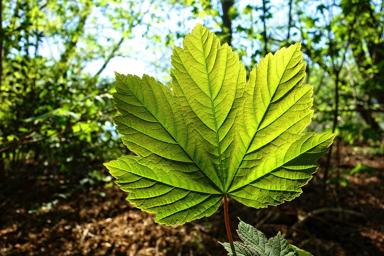 leaf  vein  pattern free photo
