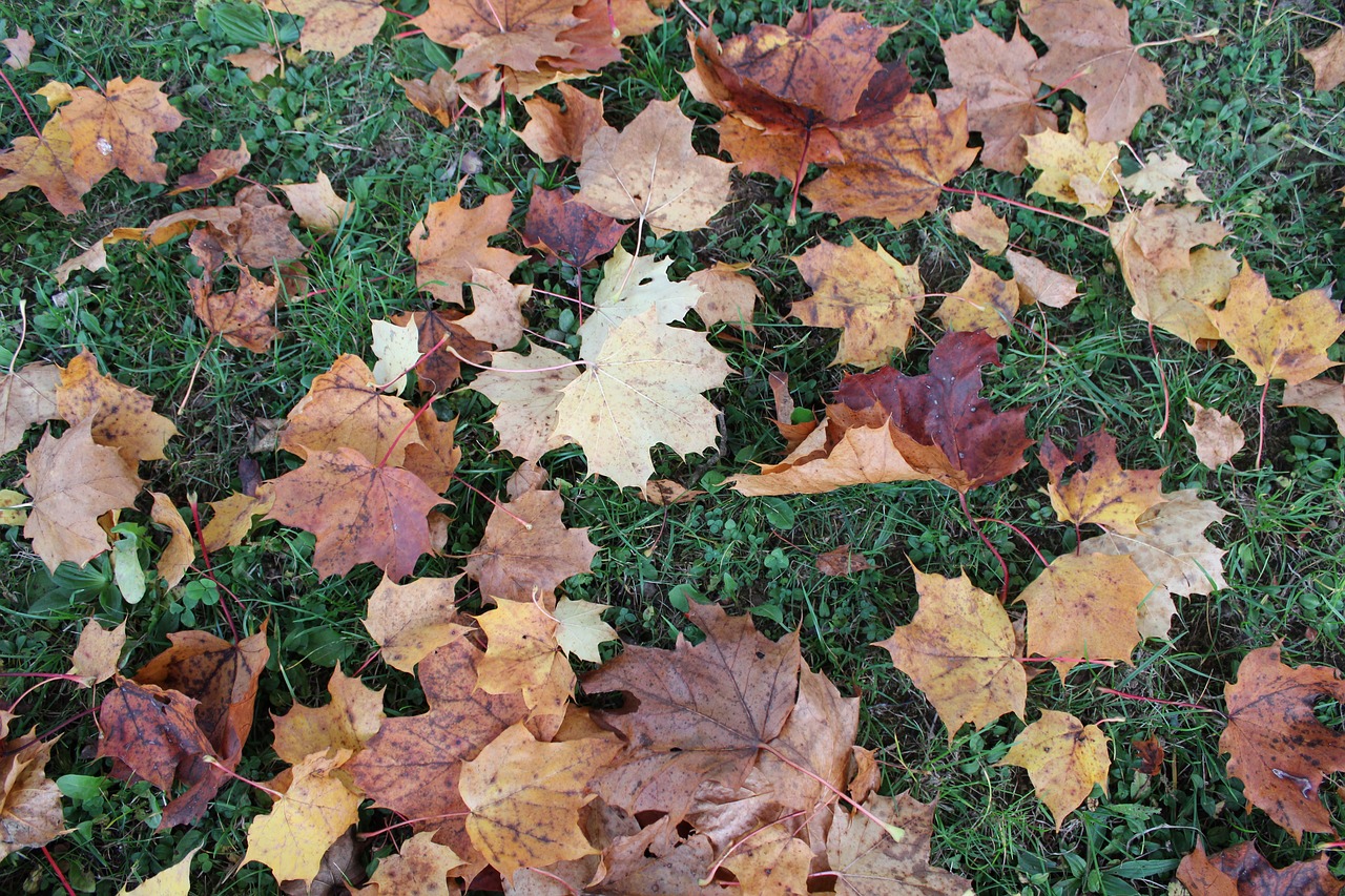 leaf  plant  nature free photo