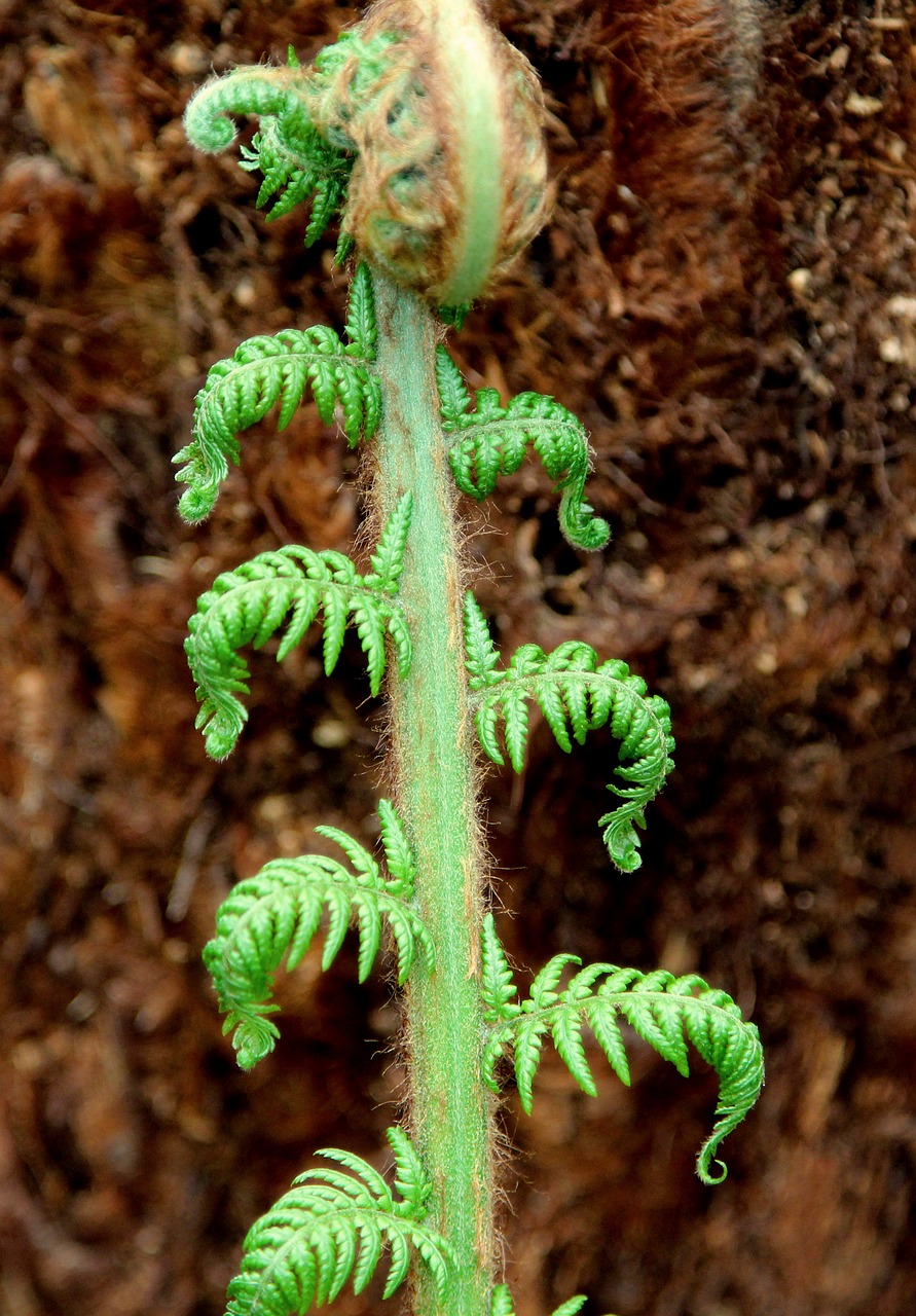 leaf  nature  fern free photo