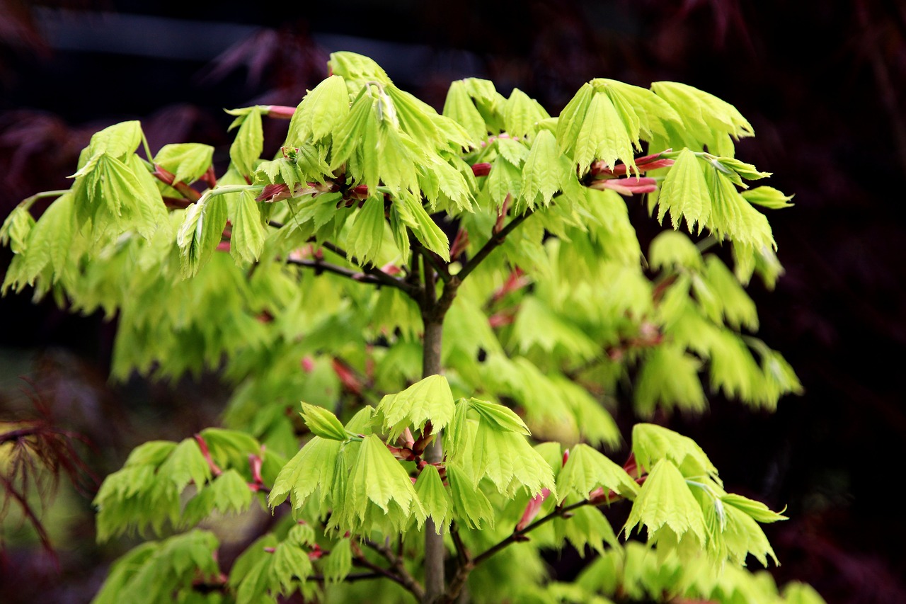 leaf  nature  flora free photo