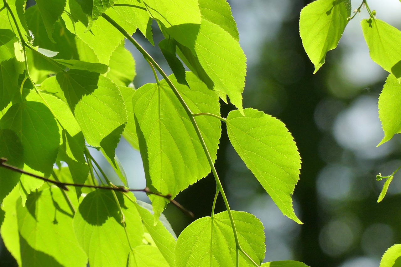 leaf  nature  plant free photo