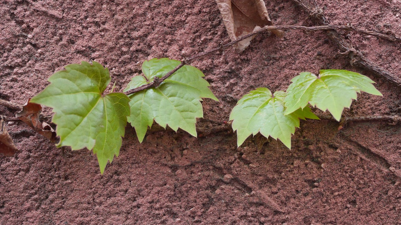 leaf  plants  nature free photo