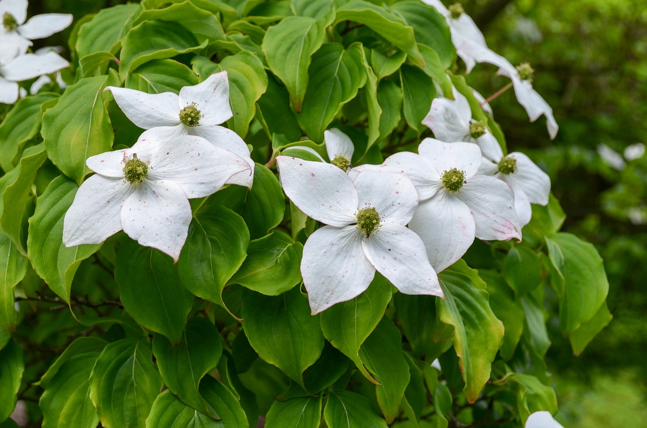 leaf  nature  plant free photo