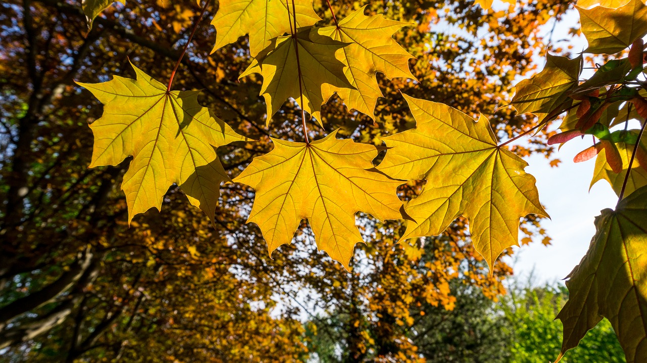 leaf  autumn  maple free photo