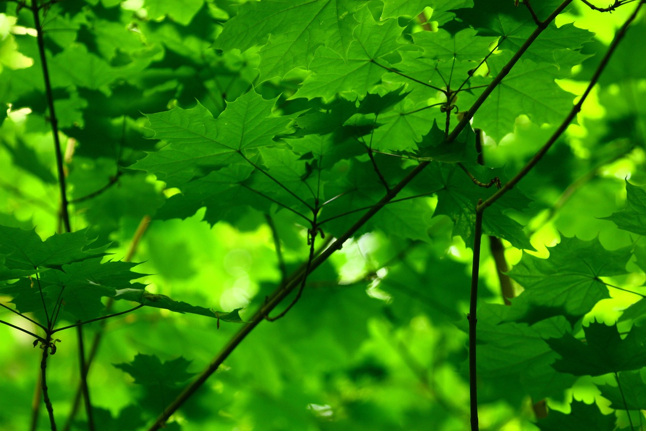 leaf  plant  growth free photo