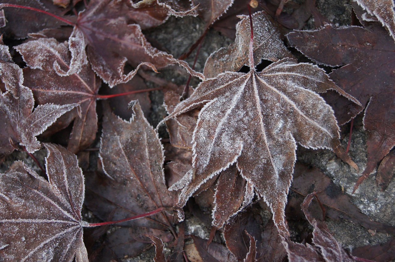 leaf  autumn  nature free photo