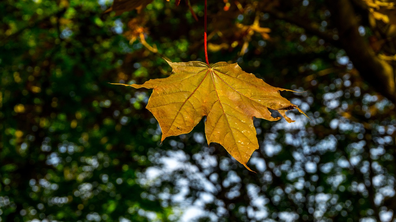 leaf  autumn  nature free photo