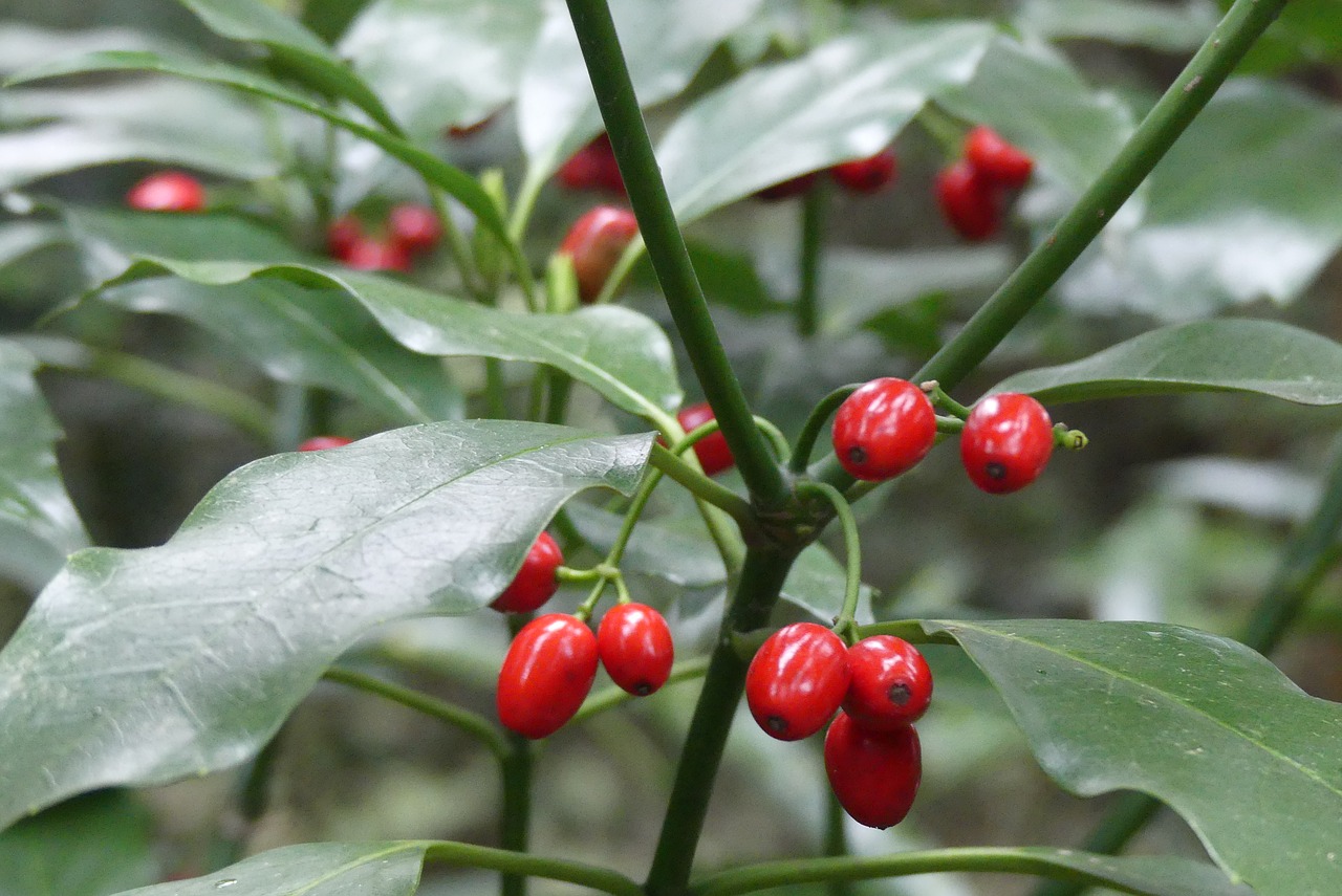 leaf  nature  fruit free photo